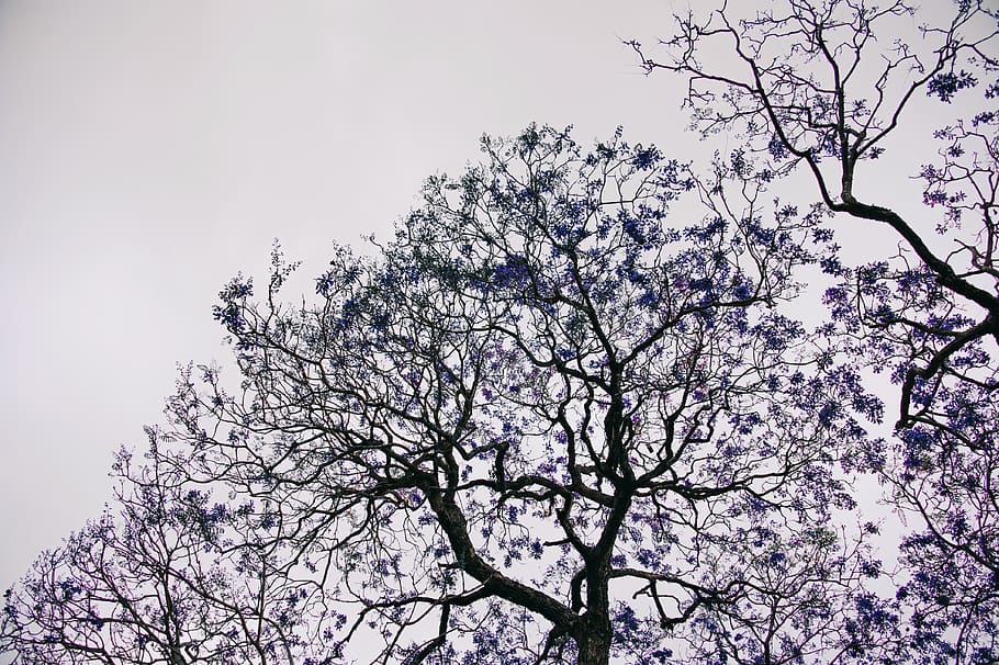 copaci cu frunze albastre, ramuri, luminos, mediu inconjurator, floră, flori, peisaj, natură, parc, scenă, sezon, culoare selectiva, copac, vreme, lemn, plantă, ramură, vedere unghiulară joasă, frumusețe în natură, cer, creştere, planta cu flori, floare, primăvară, inflori, nici o persoana, zi, liniște, fragilitate, floare de cires, prospeţime, cer senin, în aer liber, cires, 4K