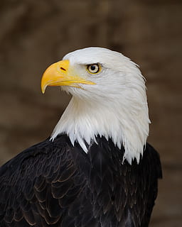 ørn, skaldet, perched, profil, raptor, fugl, natur, amerikansk, symbol, fjer, dom, majestætisk, vinger, rovdyr, leder, portræt, dyreliv, Hvidhovedet havørn, rovfugl, dyr, dyre temaer, hvirveldyr, et dyr, dyr i naturen, ørn - fugl, fokus på forgrunden, tæt på, ingen mennesker, kigger væk, dyr kropsdel, næb, dag, hvid farve, udendørs, dyr hoved, dyr øje, 2K, CC0, offentligt domæne, royaltyfrie