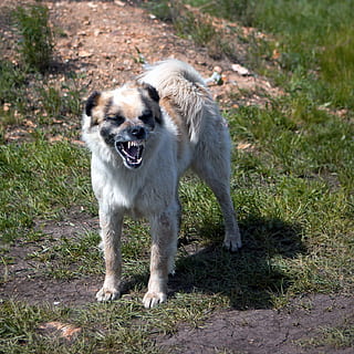 aggresjon, aggressiv, varsling, sint, dyr, bjeffing, brun, gal, farlig, hund, tamme, ører, uttrykk, ansikt, pels, vakt, hode, plen, mann, munn, nese, en, åpen, utendørs, utenfor, parkere, kjæledyr, beskyttelse, sikkerhet, tann, årvåken, advarsel, pattedyr, dyre temaer, ett dyr, canine, innenlands, husdyr, anlegg, land, gress, virveldyr, felt, ingen folk, natur, stående, dag, portrett, full lengde, munnen åpen, 720P, CC0, offentlig domene, opphavsrett gratis