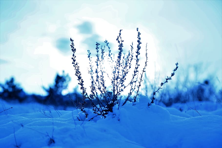 neu, hivern, naturalesa, horitzó, muntanya, Taylor, bosc, fred, blanc, muntanyes, arbres, herbes blanques, núvols, cel, paisatge, rural, planta, temperatura de fred, bellesa a la natura, creixement, cap gent, congelat, dia, tranquil·litat, centrar-se en primer pla, primer pla, a l'aire lliure, terra, blau, escena tranquil·la, gel, 5K