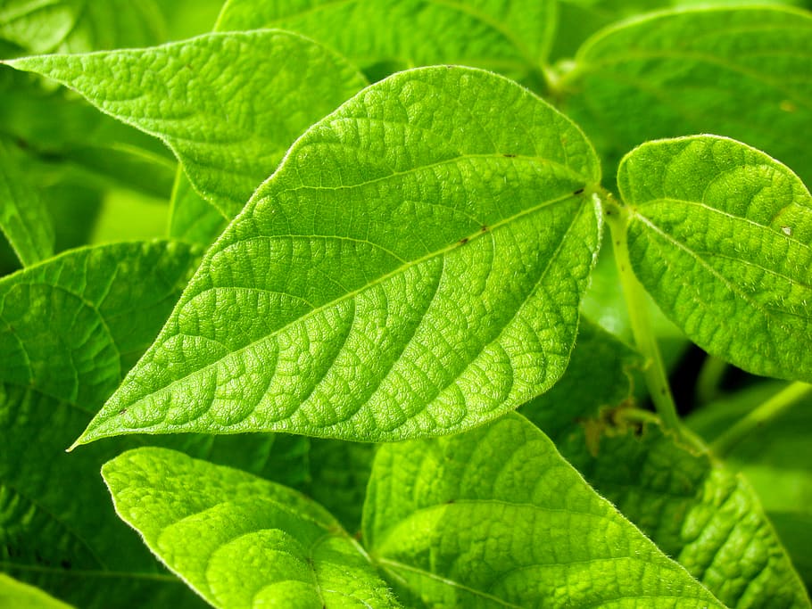 zelená, rostlin, list, rostlinné části, zelená barva, rostlina, růst, detail, Příroda, krása v přírodě, listová žíla, nikdo, den, celý rám, pozadí, venku, listy, svěžest, přírodní vzor, zaměřit se na popředí, křehkost, zranitelnost, bylina, 2K