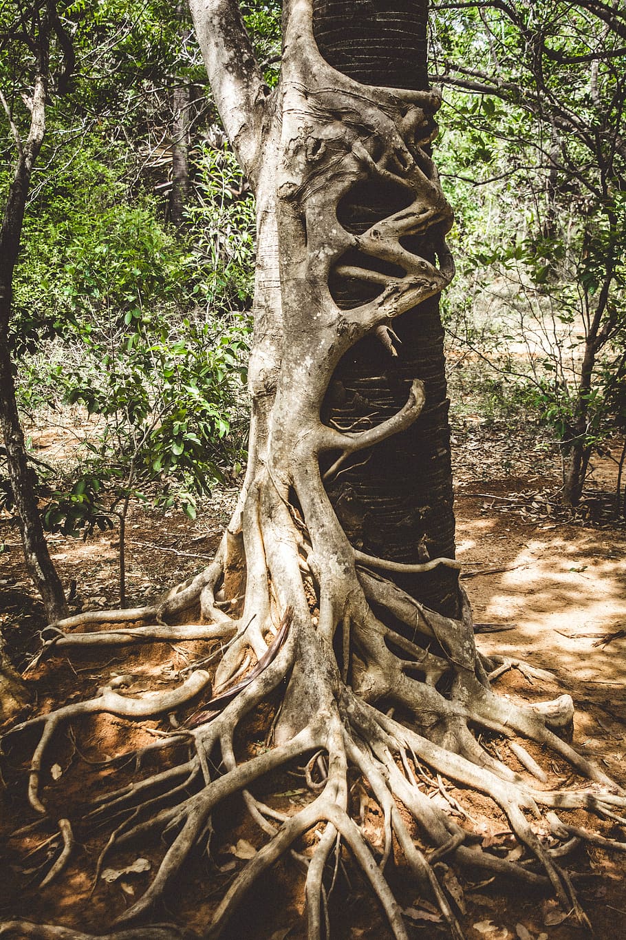 brunt trebark, tre, anlegg, rot, trestamme, stamme, vekst, natur, dag, land, ingen folk, skog, ro, utendørs, plante del, gren, sollys, grønn farge, skjønnhet i naturen, lav vinkel visning, kunst og Håndverk, 5K
