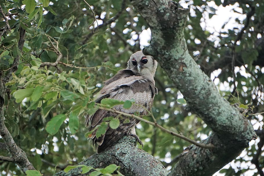 grigio, gufo, albero, uccello, animale, accipiter, pianta, vegetazione, all'aperto, natura, terra, conifera, tronco d'albero, quercia, giungla, bosco, foresta, foresta pluviale, becco, Bluebird, ardesia, temi animali, fauna selvatica, animali allo stato selvatico, un animale, ramo, vertebrato, Inquadratura dal basso, concentrarsi sulle conoscenze acquisite, nessuno, mammifero, foglia, giorno, parte vegetale, colore verde, crescita, 5K