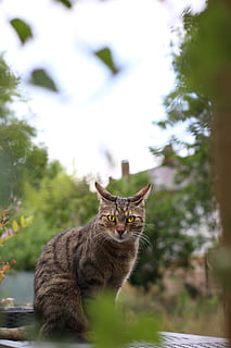 gat tigre marró, gat, animal, mascota, mamífer, Alemanya, linx, vida salvatge, full, abissini, a l'aire lliure, jardí, arbre, pell, felí, cara, assegut, es va asseure, manx, gatet, cel, nacional, animals domèstics, mascotes, un animal, gat domèstic, vertebrats, centrar-se en primer pla, mirant la càmera, retrat, cap gent, dia, naturalesa, bigotis, 5K, CC0, domini públic, lliure de regalies