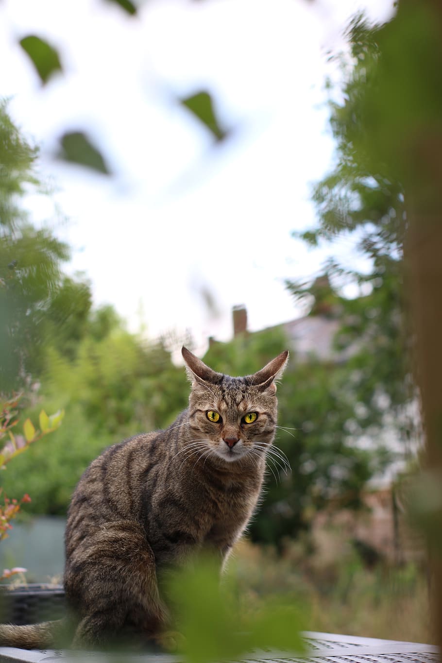 gat tigre marró, gat, animal, mascota, mamífer, Alemanya, linx, vida salvatge, full, abissini, a l'aire lliure, jardí, arbre, pell, felí, cara, assegut, es va asseure, manx, gatet, cel, nacional, animals domèstics, mascotes, un animal, gat domèstic, vertebrats, centrar-se en primer pla, mirant la càmera, retrat, cap gent, dia, naturalesa, bigotis, 5K