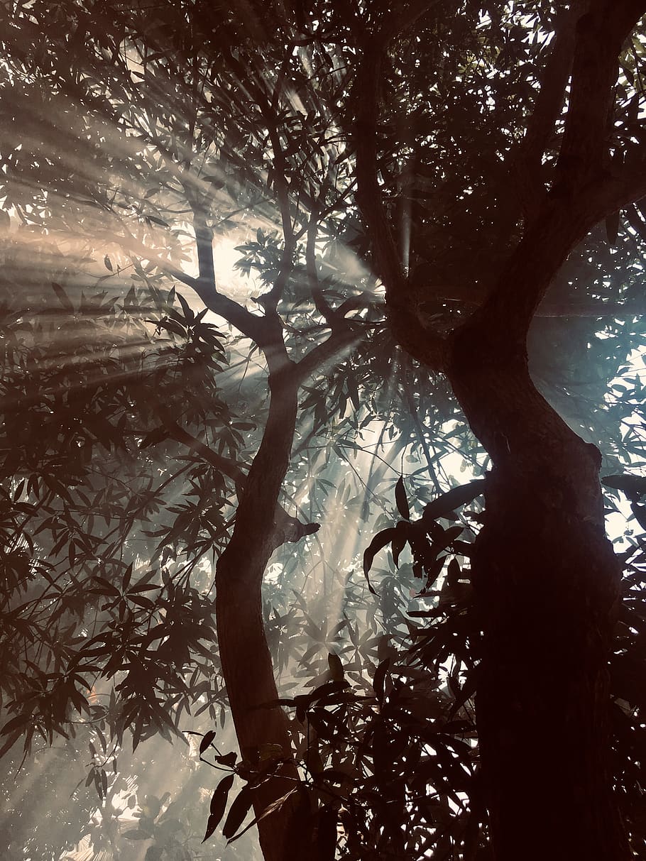 silueta d’arbre, retroil·luminat, branques, llum solar, arbre, planta, branca, vista d’angle baix, naturalesa, creixement, tronc, bosc, tronc de l'arbre, dia, cap gent, a l'aire lliure, tranquil·litat, bellesa a la natura, terra, fauna animal, animals a la natura, temes d'animals, animal, part de la planta, 4K