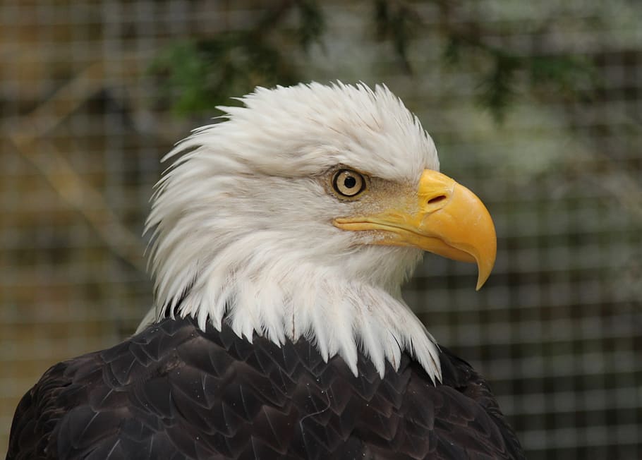 kel kartal, kuş, hayvan, kartal, kafa, gurur, portre, görkemli, tüy, yırtıcı kuş, omurgalı, hayvan temaları, vahşi hayvanlar, bir hayvan, hayvan yaban hayatı, kartal - kuş, ön plana odaklanmak, kapatmak, seyir, gaga, gün, uzağa bakıyor, insansız, hayvan vücut kısmı, Sarı, hayvan başı, açık havada, hayvan gözü, 4K