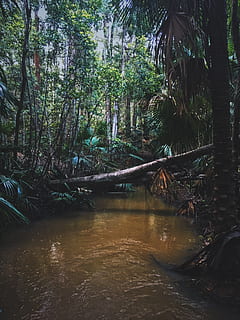 Australia, log, drzewa, mokro, deszcz, paprocie, Las deszczowy, rzeka, Las, ciemny, nastrojowy, zatoczka, woda, dżungla, drzewo, roślina, wylądować, wzrost, Natura, piękno natury, spokój, scenics - natura, żadnych ludzi, bagażnik samochodowy, pnia drzewa, dzień, lesisty teren, scena pozamiejska, spokojna scena, na dworze, płynący, Płynąca woda, 4K, CC0, domena publiczna, darmowe zdjęcia