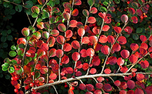 fullatge, cotoneaster, vermell, ramita, tardor, colors, naturalesa, primer pla, fulles, patró, jardí, planta, creixement, frescor, flor, planta amb flors, bellesa a la natura, cap gent, part de la planta, dia, full, vulnerabilitat, fragilitat, cap de flor, a l'aire lliure, inflorescència, pètal, centrar-se en primer pla, 2K, CC0, domini públic, lliure de regalies