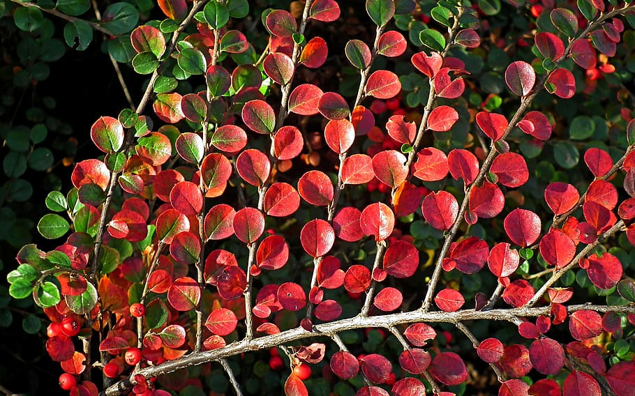 fullatge, cotoneaster, vermell, ramita, tardor, colors, naturalesa, primer pla, fulles, patró, jardí, planta, creixement, frescor, flor, planta amb flors, bellesa a la natura, cap gent, part de la planta, dia, full, vulnerabilitat, fragilitat, cap de flor, a l'aire lliure, inflorescència, pètal, centrar-se en primer pla, 2K