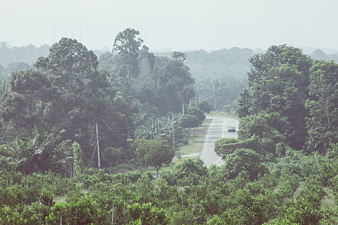 træ, Skov, bjerg, bakke, jungle, vegetation, regnskov, plateau, levested, økosystem, landdistrikt, hill station, naturligt miljø, atmosfæriske fænomen, bjergrige landformer, plante, vækst, natur, rolig scene, ro, scenics - natur, skønhed i naturen, tåge, jord, ingen mennesker, miljø, dag, grøn farve, landskab, himmel, udendørs, ikke-urbane scene, nåletræ, 4K, CC0, offentligt domæne, royaltyfrie