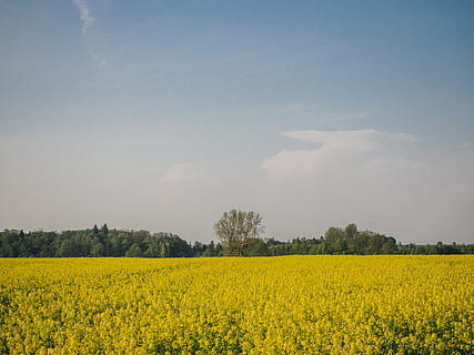 Gelb, Felder, Polen, Bäume, Wald, Himmel, vergewaltigen, Raps, Wolken, Schönheit in der Natur, Landschaft, ruhige Szene, Feld, Landwirtschaft, Pflanze, Szenen - Natur, Umgebung, Land, Ruhe, ländliche Szene, Blume, Wachstum, Bauernhof, Tag, Natur, Ernte, keine Leute, 4K, CC0, gemeinfrei, lizenzfrei
