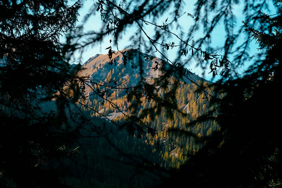 arbres de fulles verdes, durant el dia, arbre, flora, planta, conífera, Itàlia, braies, lago di braies, roure, naturalesa, paisatge, a l'aire lliure, vegetació, terra, bosc, branca, cap gent, bellesa a la natura, creixement, cel, dia, tranquil·litat, muntanya, escenics - natura, escena no urbana, escena tranquil·la, vista d’angle baix, arbre nu, llum solar, escorça, 5K