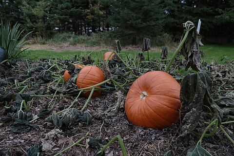 calabaza, parche, otoño, naranja, campo, cosecha, vegetal, comida y bebida, comida, tierra, día, planta, nadie, naturaleza, color naranja, alimentación saludable, vista de alto ángulo, crecimiento, al aire libre, bienestar, de cerca, frescura, Víspera de Todos los Santos, hierba, 5K, CC0, dominio público, libre de derechos