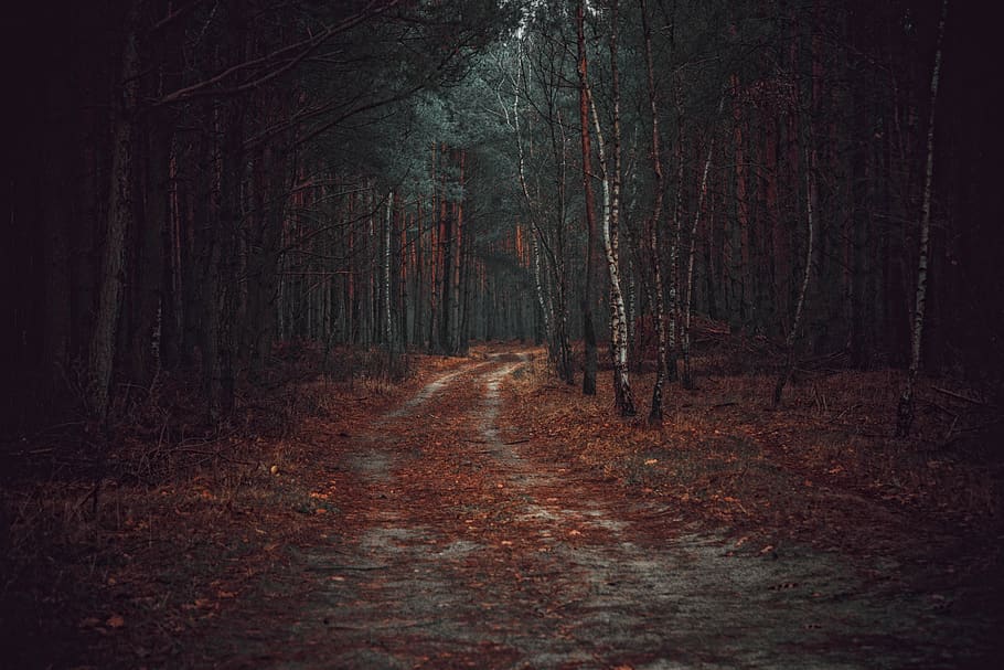 bosc, el camí, manera, arbre, spacer, fullatge, naturalesa, paisatge, ruta de senderisme, camí forestal, carreró, vista, parc, turisme, humor, el silenci, escènic, gira, bellesa, crípticament, màgic, terra, planta, el camí a seguir, direcció, tranquil·litat, tronc, tronc de l'arbre, sendera, escena tranquil·la, cap gent, escena no urbana, brutícia, tardor, bellesa a la natura, dia, carretera, a l'aire lliure, perspectiva decreixent, canvi, ruta, 5K