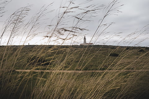 braune Gräser, Gebäude, die Architektur, Pflanze, Gras, Cabo Espichel, Portugal, Turm, Natur, Leuchtfeuer, Abenteuer, farol, Meer, Ausflug, trave, Tag, Stimmung, Leuchtturm, Rasen, Schilf, Promenade, Himmel, Feld, Land, Wachstum, wolke - himmel, Umgebung, Landschaft, Ruhe, keine Leute, Schönheit in der Natur, ruhige Szene, draußen, gebaute Struktur, ländliche Szene, Landwirtschaft, Wind, Lieschgras, 5K, CC0, gemeinfrei, lizenzfrei