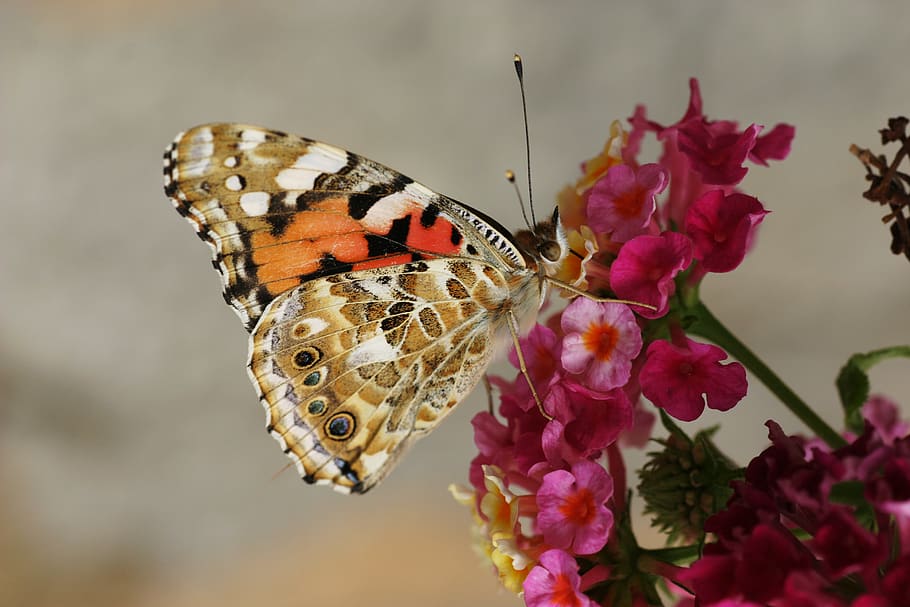 papallona, arna, insecte, macro, primer pla, nèctar, pol·len, flor, tardor, caure, vermell, groc, bellesa a la natura, planta amb flors, invertebrat, ala dels animals, un animal, planta, temes d'animals, fauna animal, papallona - insecte, animals a la natura, animal, vulnerabilitat, fragilitat, naturalesa, pètal, frescor, centrar-se en primer pla, cap gent, cap de flor, color rosa, polinització, a l'aire lliure, lantana, 2K