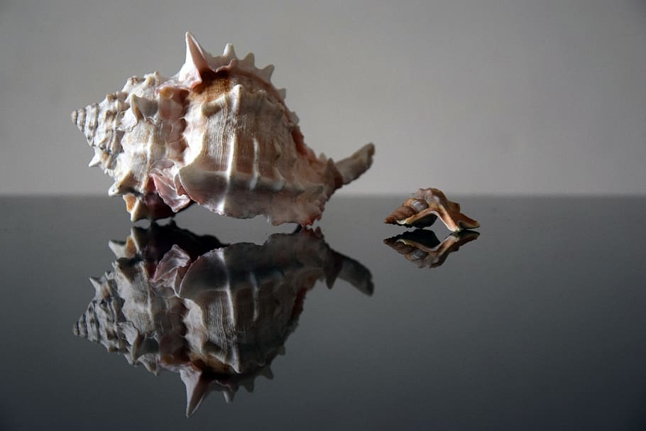 shell, fons, naturalesa, mar, petxines, marino, art, mock up, festa, disseny, natural, la vida, parcel · la, reflexió, decoració, platja, estiu, fons gris, tir de l'estudi, gris, a l'interior, fons de colors, cap gent, a l'aire, canvi, compost digital, sec, emoció, còpia espai, full, sol objecte, part de la planta, trencament, 5K