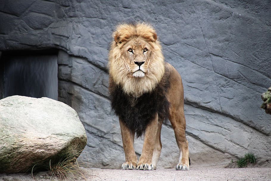 lleó marró, lleó, vida salvatge, animal, mamífer, Alemanya, Hamburg, tierpark hagenbeck, zoo, rock, vista, retrat, gat, depredador, gat gran, naturalesa, vell, Parc Nacional, desert, animal salvatge, fotografia animal, felí, fauna animal, temes d'animals, lleó - felí, un animal, animals a la natura, vertebrats, animal masculí, cap gent, carnivora, rock - object, sòlid, dia, a l'aire lliure, gat no domesticat, 5K