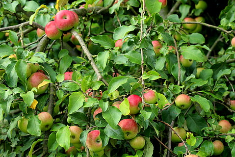 æble, frugt træ, æbler, frugt, sommer, modning, frisk, sund og rask, vitaminer, rød, trist, mad og drikke, sund kost, mad, vækst, blad, friskhed, plante del, grøn farve, plante, velvære, dag, natur, træ, ingen mennesker, tæt på, æbletræ, udendørs, æble - frugt, moden, 4K, CC0, offentligt domæne, royaltyfrie