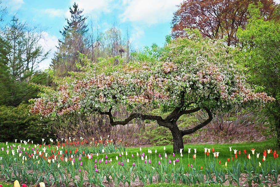 rosa, arbre petalitzat, flors, envoltat, florir, florint, núvols, medi ambient, camp, flora, jardí, herba, creixement, fons de pantalla hd, paisatge, naturalesa, parc, pètals, escènic, cel, estiu, arbres, boscos, planta, flor, planta amb flors, bellesa a la natura, arbre, frescor, fragilitat, tranquil·litat, dia, vulnerabilitat, terra, primavera, escenics - natura, escena tranquil·la, cap gent, a l'aire lliure, flor de cirerer, cirerer, 5K