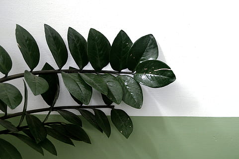 grøn bladplante, plante, flora, blad, bregne, blomstre, Anthurium, blomst, Araceae, Acanthaceae, Palme-familien, Palme træ, træ, plante del, grøn farve, natur, indendørs, ingen mennesker, tæt på, studio skud, vækst, murbygningsfunktion, blade, hvid baggrund, friskhed, hvid farve, urt, stilleben, sårbarhed, mad og drikke, stueplante, 4K, CC0, offentligt domæne, royaltyfrie
