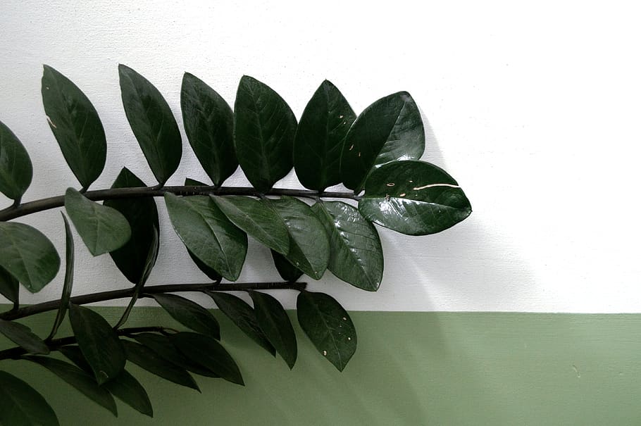grøn bladplante, plante, flora, blad, bregne, blomstre, Anthurium, blomst, Araceae, Acanthaceae, Palme-familien, Palme træ, træ, plante del, grøn farve, natur, indendørs, ingen mennesker, tæt på, studio skud, vækst, murbygningsfunktion, blade, hvid baggrund, friskhed, hvid farve, urt, stilleben, sårbarhed, mad og drikke, stueplante, 4K