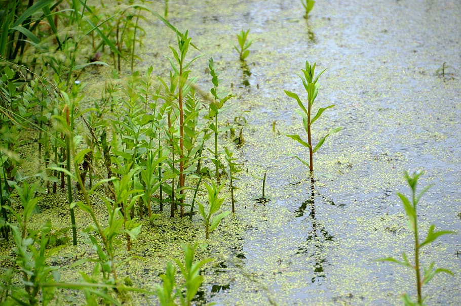 Sumpf, Teich, Fluss, Natur, Landschaft, Pflanze, Wasser-, Gras, Wachstum, grüne Farbe, keine Leute, Schönheit in der Natur, Tag, Ruhe, Blatt, Pflanzenteil, Wasser, Land, draußen, Feld, Nahansicht, Landwirtschaft, selektiver Fokus, Frische, Plantage, 2K