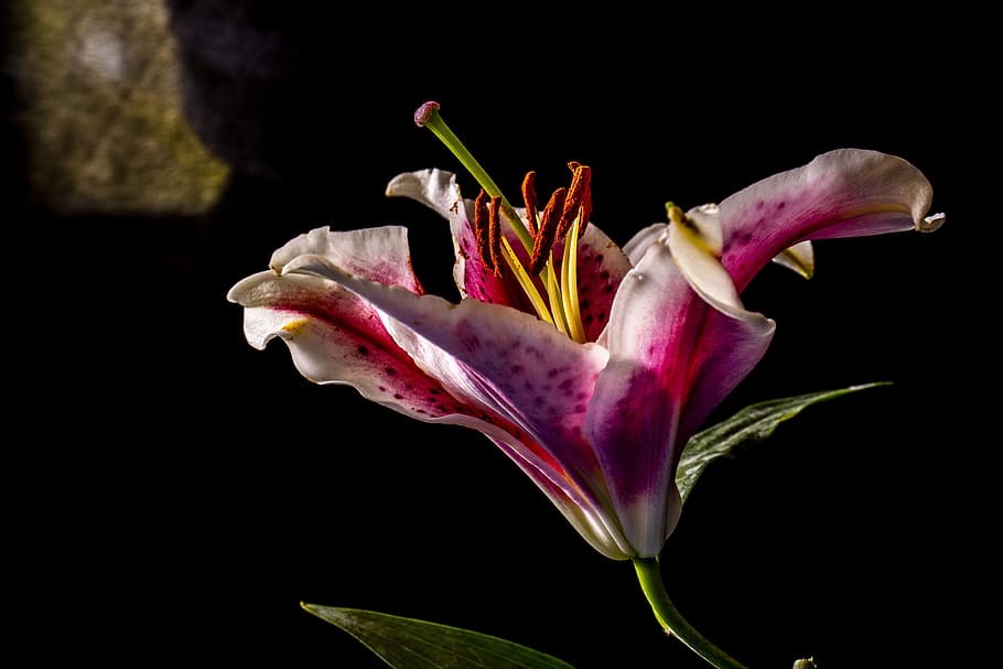 blomst, makro, lilla, hvid, rust, gul, grøn, blomstrende plante, kronblad, skrøbelighed, sårbarhed, friskhed, tæt på, skønhed i naturen, plante, blomsterstand, blomsterhoved, sort baggrund, natur, ingen mennesker, studio skud, vækst, indendørs, lyserød farve, pollen, maroon, buket, blomster arrangement, 5K