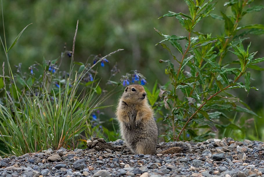 esquirol, àrtic, sòl, rock, pelut, cua, bonic, rosegador, tancar, retrat, conserva del parc nacional de denali, lewandowski, alaska, EUA, mirant, bosc, desert, a l'aire lliure, mamífer, animal, vida salvatge, salvatge, fauna animal, un animal, animals a la natura, naturalesa, sòlid, planta, terra, cap gent, camp, rock - object, dia, vertebrats, longitud completa, 2K
