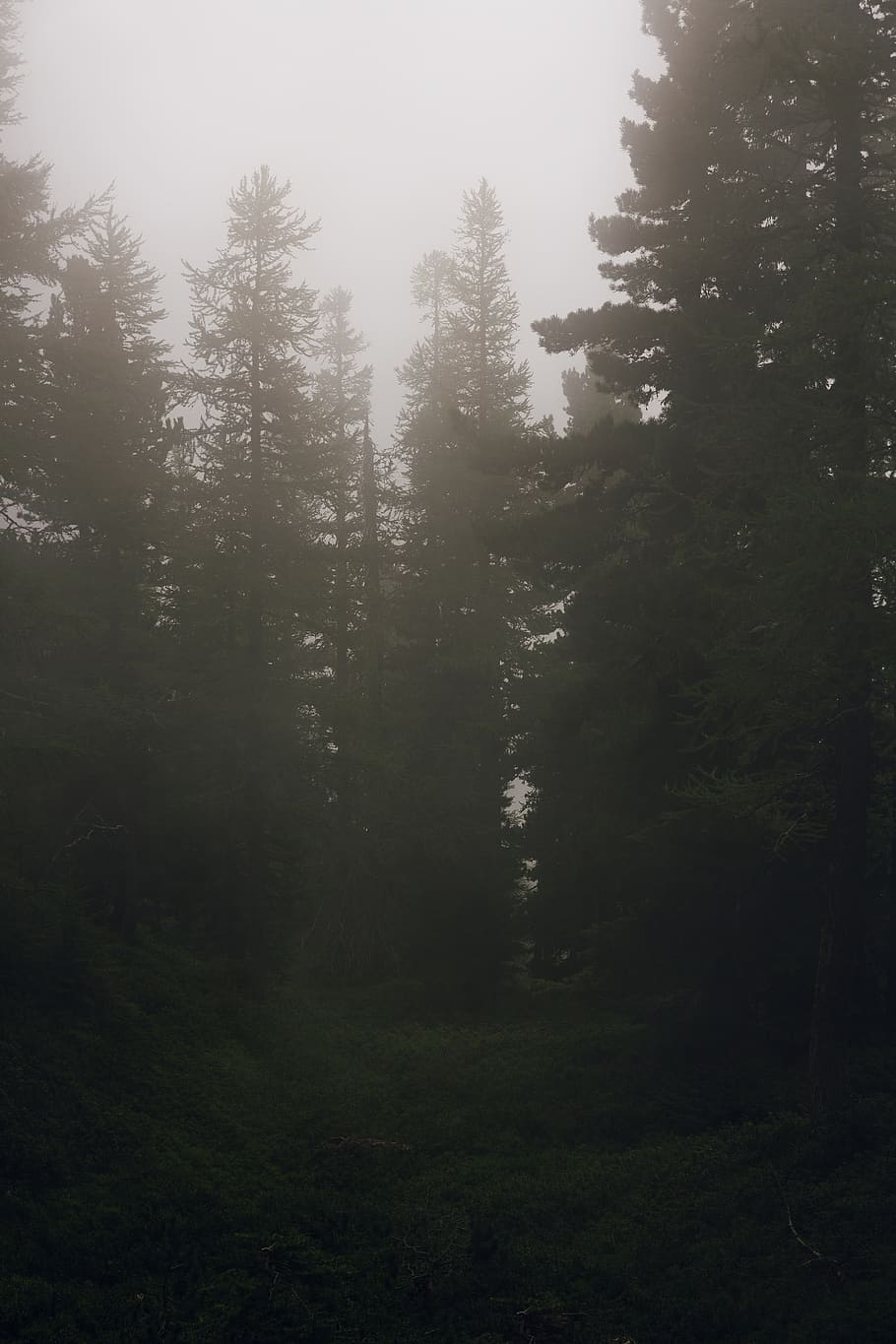alberi dalle foglie verdi, natura, tempo metereologico, nebbia, all'aperto, albero, foresta, pianta, pino, abies, abete, alberi, nebbioso, paesaggio, pinetrees, vegetazione, bosco, terra, luce del sole, conifera, la tranquillità, bellezza nella natura, crescita, nessuno, scena tranquilla, colore verde, giorno, scenics - natura, scena non urbana, cielo, idilliaco, ambiente, albero di conifere, 5K