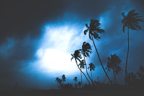silueta, palmeres, Palmera, núvol, arbre, cel, temps, tempesta, blau, fosc, dramàtica, silhoutte, naturalesa, posta de sol, retroil·luminat, nit, a l'aire lliure, estiu, fons, sol, color negre, vespre, llum solar, gent, paisatge, bosc, clima tropical, bellesa a la natura, 5K, CC0, domini públic, lliure de regalies