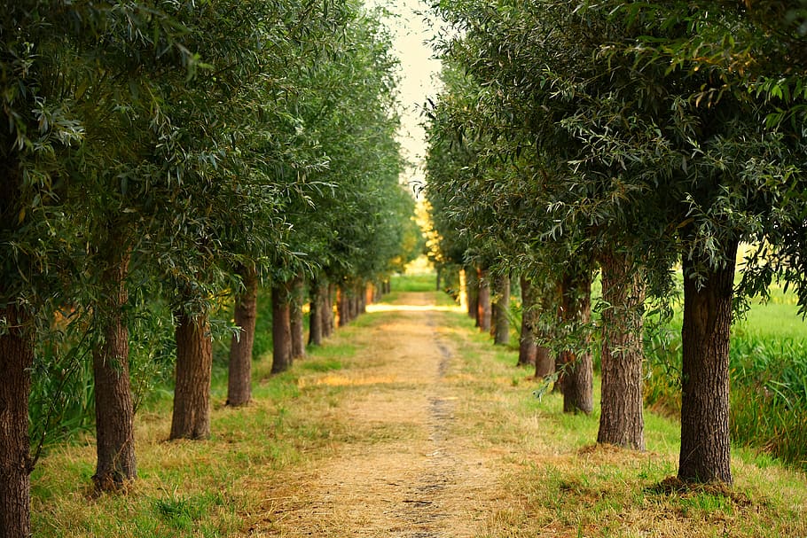 arbres, carril, arbre folrat, Camí, camp, rural, planta, arbre, creixement, direcció, el camí a seguir, treelined, bellesa a la natura, perspectiva decreixent, color verd, naturalesa, tronc, tronc de l'arbre, cap gent, tranquil·litat, terra, dia, escena tranquil·la, en fila, sendera, escenics - natura, a l'aire lliure, plantació, copa de l'arbre, 4K