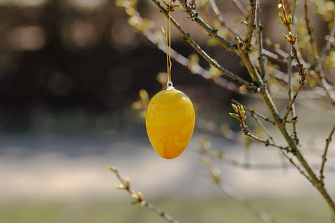 paasei, Pasen, struik, ei, gekleurde, kleur, kleurrijk, de lente, Pasen-thema, wenskaart, pasen decoraties, gewoonte, Pasen decoratie, eivormig, fabriek, focus op de voorgrond, voedsel, detailopname, versheid, geen mensen, eten en drinken, geel, tak, fruit, groei, gezond eten, boom, dag, natuur, schoonheid in de natuur, buitenshuis, opknoping, plant stengel, selectieve aandacht, rijp, 5K, CC0, publiek domein, royaltyvrij