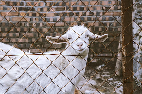 capră albă, mamifer, animal, capră, capra de munte, animale sălbatice, canin, câine, animal de companie, cărămidă, oaie, primăvară, alb, textură, gheaţă, în aer liber, natură, cerb, balustradă, lână, vară, gard, un animal, animale tematice, intern, animale domestice, lanț lanț, barieră, animale de companie, limite, portret, privind camera, animale vertebrate, nici o persoana, protecţie, Siguranță, șeptel, Securitate, să se concentreze asupra primelor elemente, cap de animal, bot, 4K, CC0, domeniu public, fără drepturi de autor