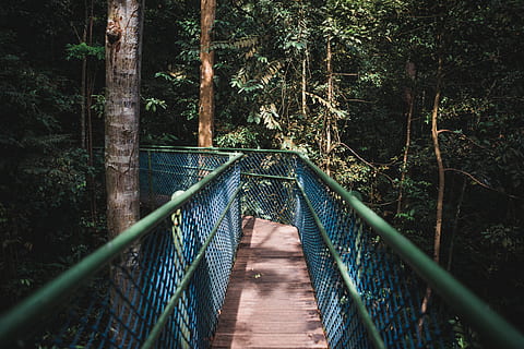 empty, bridge, forest, daytime, building, boardwalk, railing, vegetation, plant, outdoors, path, tree, banister, handrail, nature, land, housing, trail, garden, arbour, porch, rainforest, suspension bridge, connection, the way forward, footbridge, bridge - man made structure, direction, built structure, architecture, rope bridge, no people, tranquility, growth, day, 5K, CC0, public domain, royalty free