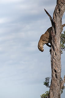 braun, Leopard, Baum, Baumstamm, Kofferraum, Pflanze, Himmel, Natur, Tiere in freier Wildbahn, Tierwelt, Tierthemen, ein Tier, keine Leute, Tag, Tier, Flachwinkelansicht, wolke - himmel, Säugetier, Ast, Wirbeltier, draußen, Wachstum, 5K, CC0, gemeinfrei, lizenzfrei
