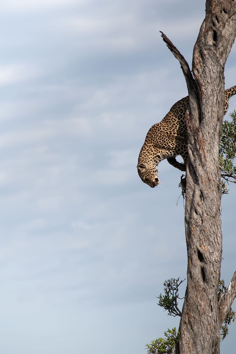 braun, Leopard, Baum, Baumstamm, Kofferraum, Pflanze, Himmel, Natur, Tiere in freier Wildbahn, Tierwelt, Tierthemen, ein Tier, keine Leute, Tag, Tier, Flachwinkelansicht, wolke - himmel, Säugetier, Ast, Wirbeltier, draußen, Wachstum, 5K