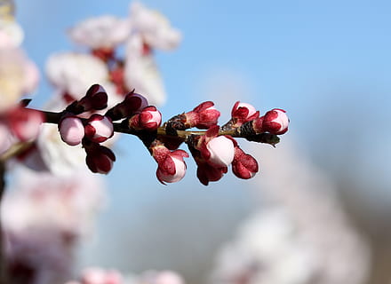 flors, blanc, primavera, arbre, casey, naturalesa, subministraments, bonic, color, botànic, florir, frescor, planta, creixement, flor, bellesa a la natura, primer pla, planta amb flors, alimentació saludable, centrar-se en primer pla, menjar i beguda, fruita, cap gent, dia, fragilitat, menjar, vulnerabilitat, vermell, enfocament selectiu, a l'aire lliure, madur, cirerer, 4K, CC0, domini públic, lliure de regalies