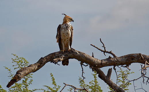 fugl, sidder, ørn, træ, leder, dyr i naturen, dyreliv, dyr, dyre temaer, perching, afdeling, hvirveldyr, et dyr, plante, lav vinkel visning, natur, rovfugl, himmel, ingen mennesker, dag, udendørs, skyfri himmel, 4K, CC0, offentligt domæne, royaltyfrie