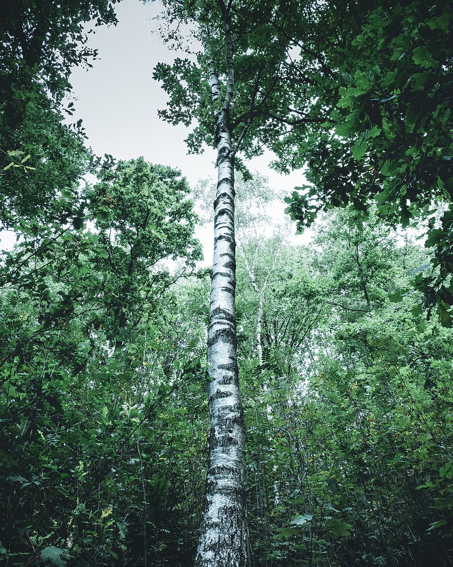 Alemanya, siegen, arbre, bosc, canviant d'humor, planta, terra, creixement, naturalesa, color verd, tranquil·litat, bellesa a la natura, vista d’angle baix, cap gent, dia, escenics - natura, escena no urbana, fullatge, exuberant fullatge, escena tranquil·la, a l'aire lliure, tronc, tronc de l'arbre, selva tropical, ruta, 4K