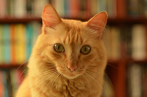 orangene Katze, Säugetier, Tier, Haustier, Katze, Manx, abessinier, Regal, Möbel, Bücherregal, Holz, Hartholz, Angora, Sperrholz, Mund, Lippe, Flamme, Feuer, Siamese, schwarze Katze, Topf, inländisch, Hauskatze, Haustiere, katzenartig, ein Tier, Porträt, Fokus auf den Vordergrund, Kamera betrachten, Whisker, Nahansicht, Wirbeltier, keine Leute, Tierkörperteil, drinnen, rote Katze, Tierauge, 4K, CC0, gemeinfrei, lizenzfrei