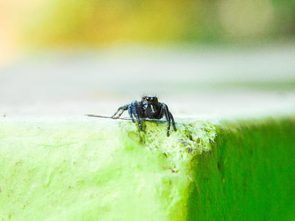ragno, nero, piccolo, macro, temi animali, insetto, fauna selvatica, animali allo stato selvatico, invertebrato, animale, un animale, colore verde, avvicinamento, natura, nessuno, giorno, messa a fuoco selettiva, all'aperto, pianta, foglia, parte vegetale, volare, concentrarsi sulle conoscenze acquisite, erba, occhio animale, 4K, CC0, dominio pubblico, privo di copyright
