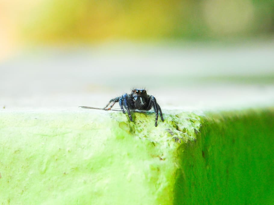 ragno, nero, piccolo, macro, temi animali, insetto, fauna selvatica, animali allo stato selvatico, invertebrato, animale, un animale, colore verde, avvicinamento, natura, nessuno, giorno, messa a fuoco selettiva, all'aperto, pianta, foglia, parte vegetale, volare, concentrarsi sulle conoscenze acquisite, erba, occhio animale, 4K