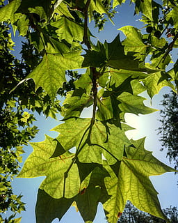 leaf, plant part, plant, growth, green color, low angle view, nature, tree, no people, sky, day, beauty in nature, sunlight, close-up, maple leaf, outdoors, clear sky, leaves, branch, green, directly below, 1080P, CC0, public domain, royalty free