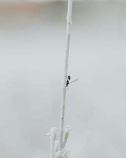 insetto nero, animale, uccello, appendiabiti, mezzi di trasporto, volante, veicolo, dispositivo elettrico, antenna, nebbia, natura, remi, silhouette, ghiandaia, blue jay, lucertola, rettile, iguana, stare in piedi, negozio, lampada, invertebrato, avvicinamento, insetto, un animale, nessuno, copia spazio, giorno, animali allo stato selvatico, fauna selvatica, temi animali, concentrarsi sulle conoscenze acquisite, Colore bianco, all'aperto, temperatura fredda, caratteristica della parete, stelo vegetale, girato in studio, 2K, CC0, dominio pubblico, privo di copyright