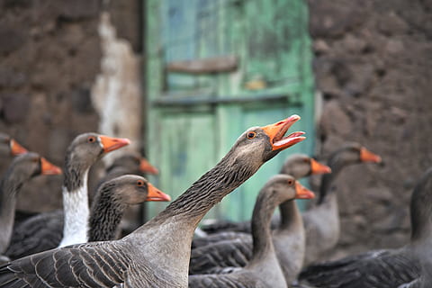 bebek abu-abu, tema binatang, bertulang belakang, hewan, burung, sekelompok binatang, binatang di alam liar, satwa liar hewan, fokus pada latar depan, batu, tidak ada orang, padat, hari, batu - benda, alam, di luar rumah, kelompok hewan sedang, angsa, merapatkan, paruh, mulut terbuka, 4K, CC0, domain publik, bebas royalti