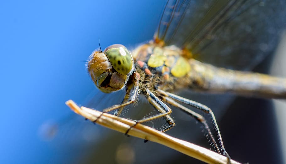 libèl·lula, insecte, macro, primer pla, estiu, brillant, blau, colorit, animal, naturalesa, invertebrat, temes d'animals, un animal, fauna animal, animals a la natura, part del cos dels animals, cap gent, ala dels animals, dia, a l'aire lliure, zoologia, primer pla extrem, centrar-se en primer pla, ull d’animals, fons blau, cap d’animals, 4K