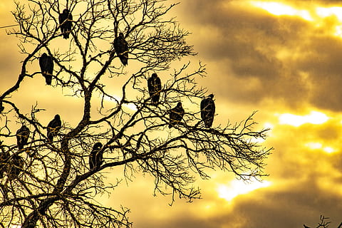 Bussarde, Sonnenaufgang, toter Baum, Baum, Rastplatz, Vögel, Herde, Texas Hill Country, Vogel, Tierthemen, Tierwelt, Tiere in freier Wildbahn, Tier, Wirbeltier, Ast, Pflanze, Himmel, hocken, kahler Baum, Natur, Flachwinkelansicht, Gruppe von Tieren, wolke - himmel, Silhouette, keine Leute, draußen, Schönheit in der Natur, Tierfamilie, 5K, CC0, gemeinfrei, lizenzfrei
