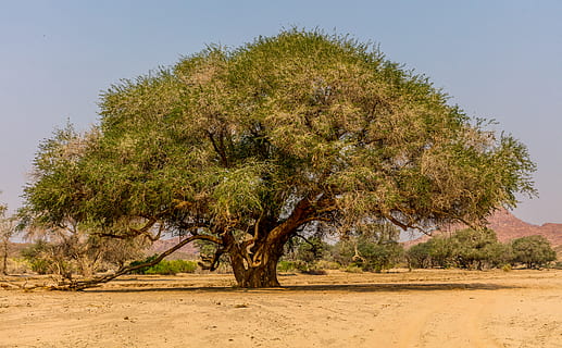 namibia, UGAB, træ, plante, jord, miljø, ørken, natur, ingen mennesker, dag, landskab, ro, sand, scenics - natur, skønhed i naturen, udendørs, rolig scene, himmel, vækst, rejsemål, halvtørre, klima, tørt klima, 8K, CC0, offentligt domæne, royaltyfrie
